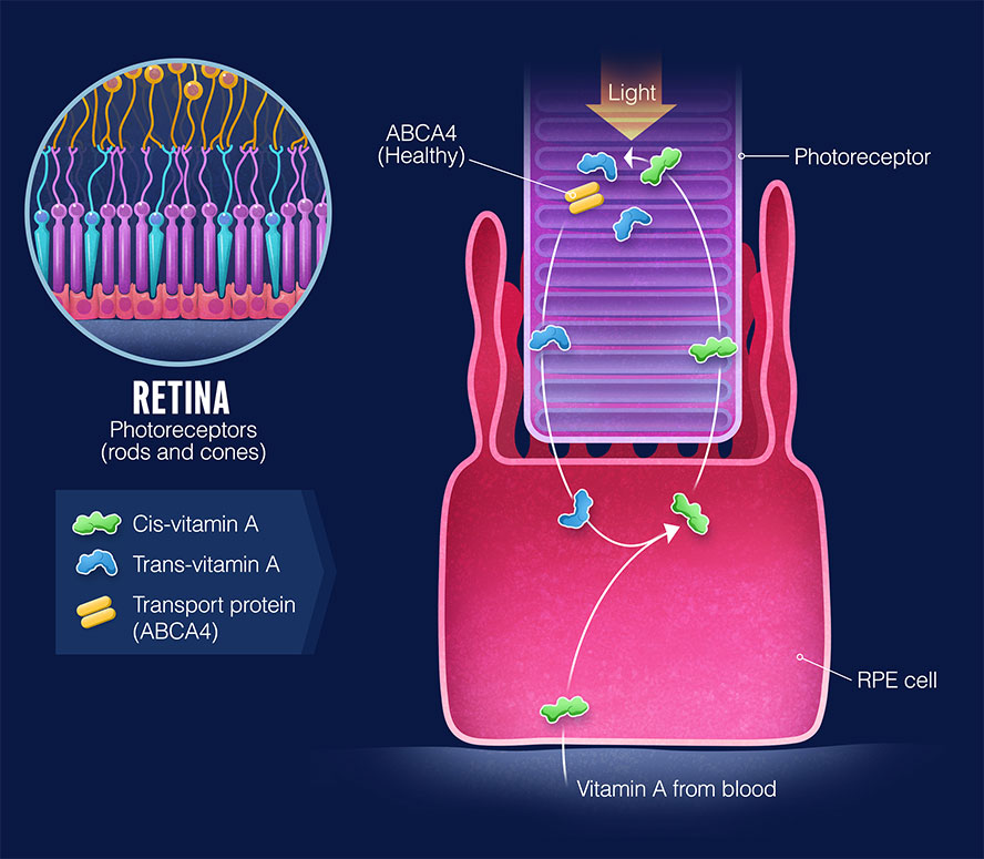 Infographic: Vitamin A enables photoreceptors in the eye to convert light into electrical signals that are sent to the brain.